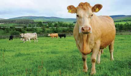 Read more about the article Benefits of Cow Pregnancy Scanning