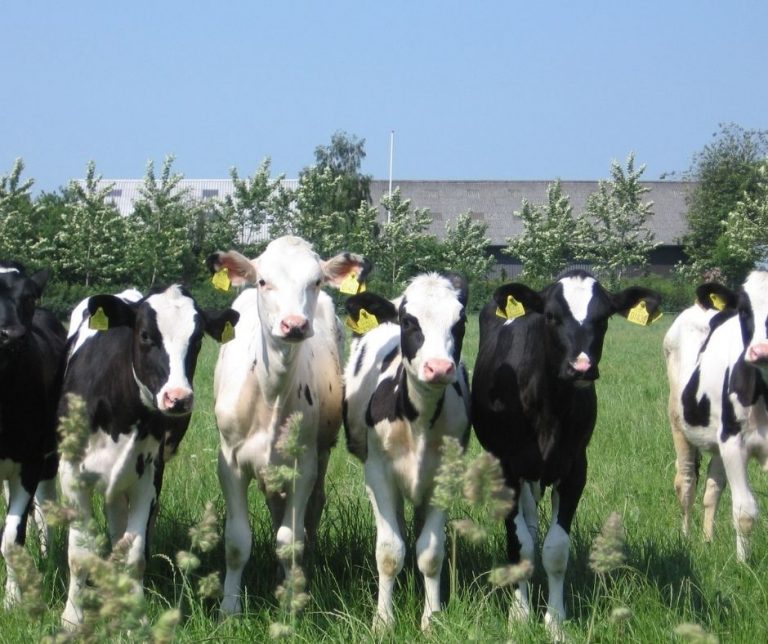Read more about the article Watch Out for Common Illness in Your Calving Herd