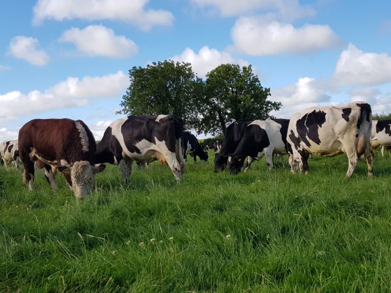 Read more about the article Planning Ahead For 2021 Breeding Season