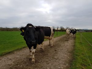 lameness-ireland-cows