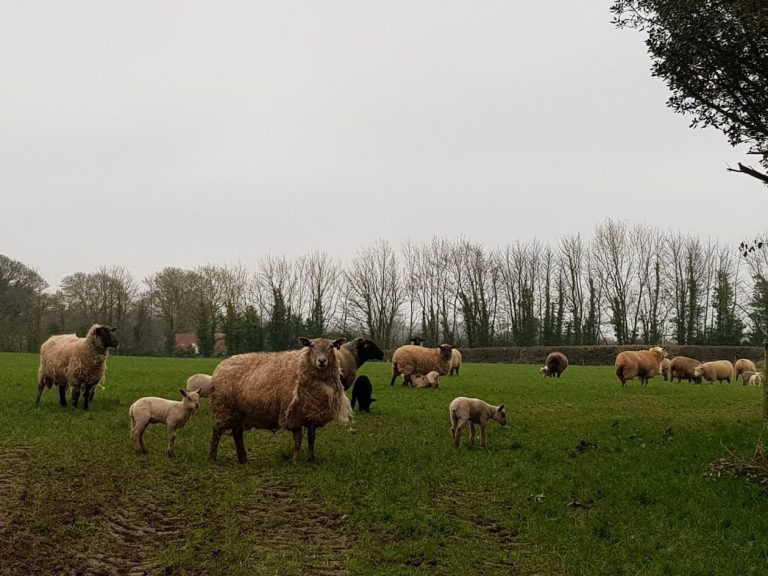 Read more about the article Best Practice To Help Avoid Infection On Sheep Farms