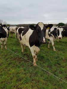 strip-grazing-cows