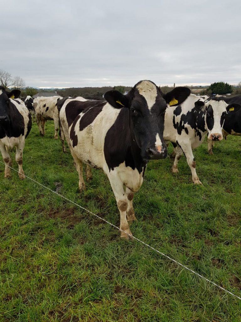Read more about the article Farmers May Need To Adapt Their Grazing Plans Due To Weather