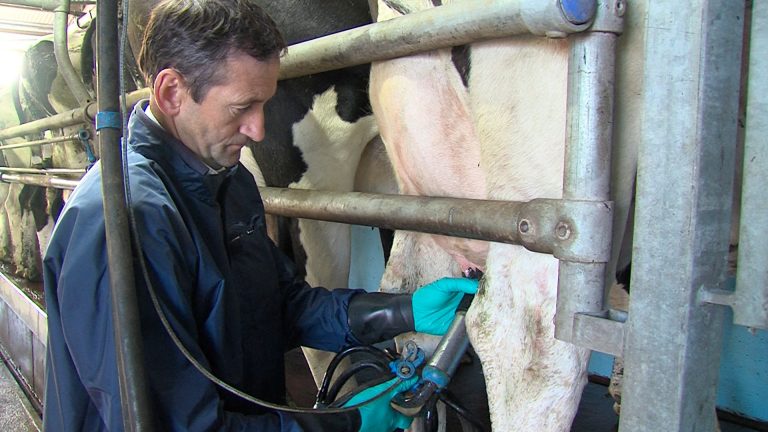 Read more about the article Tips for Good Hygiene and Milking Routine this Summer