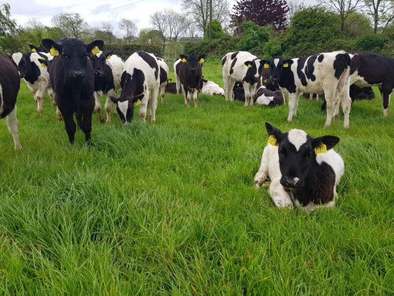Read more about the article Ensuring Calves Thrive Through Unsettled Weather