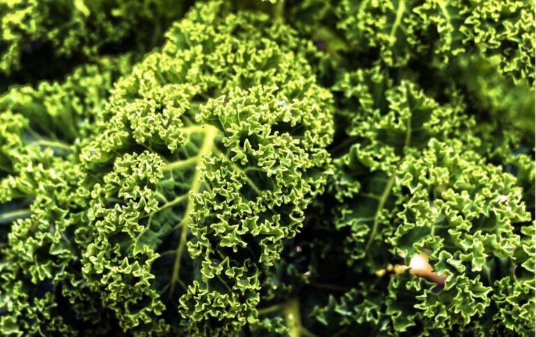 Read more about the article Last Chance for Farmers to Consider Kale for Winter Feed